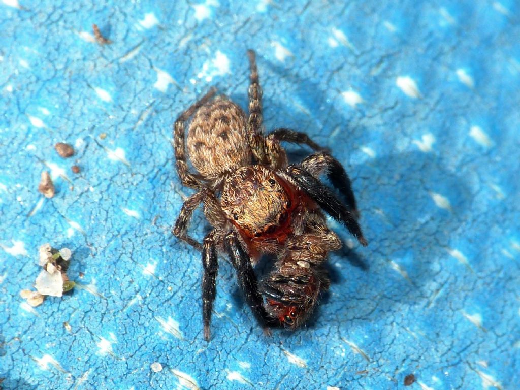 Salticidae: cfr. Euophrys rufibarbis - Gorgoglione (MT)